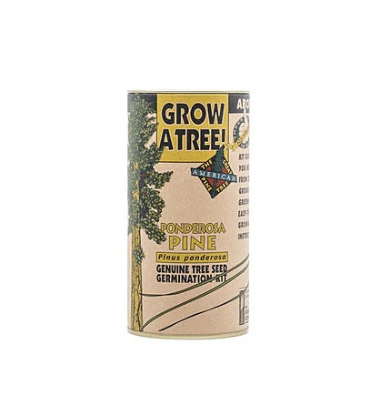 Ponderosa Pine Seed Grow Kit